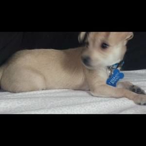 Meet your Posher, Isaiah